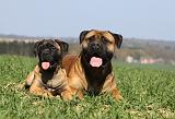 BULLMASTIFF 475